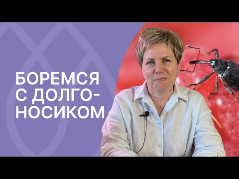 Видео: Борьба с долгоносиком агавы - Информация о вреде морды долгоносика агавы & Юкка