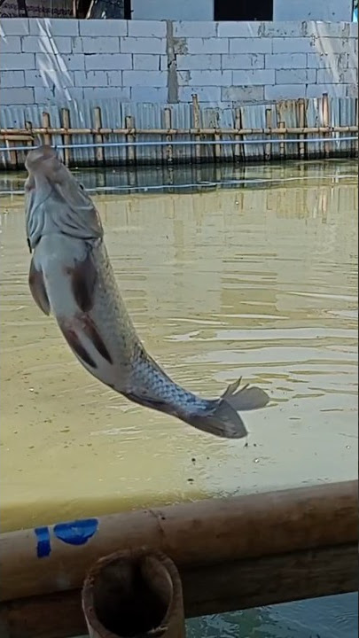 Mancing Melatih Kesabaran ‼️