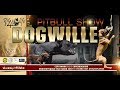 Pitbull Show "DOGWILLE" 2019