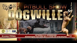 Pitbull Show 'DOGWILLE' 2019