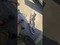 2015 camero catalytic converter replacement