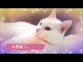 かわいい猫リボンをつけた猫動画☆可爱猫咪☆寒いの嫌いなララさま☆☆日本語超訳☆☆中国語テロップ★天气预报说今天晴转多云。现在的气温是多少？屋子里很暖和。想睡觉。。再来按摩~~  太舒服了。