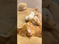 Kitty can’t get enough of the milk. #cat #cute #catlover #kitten #kitty #catvideos #cutecat #funny