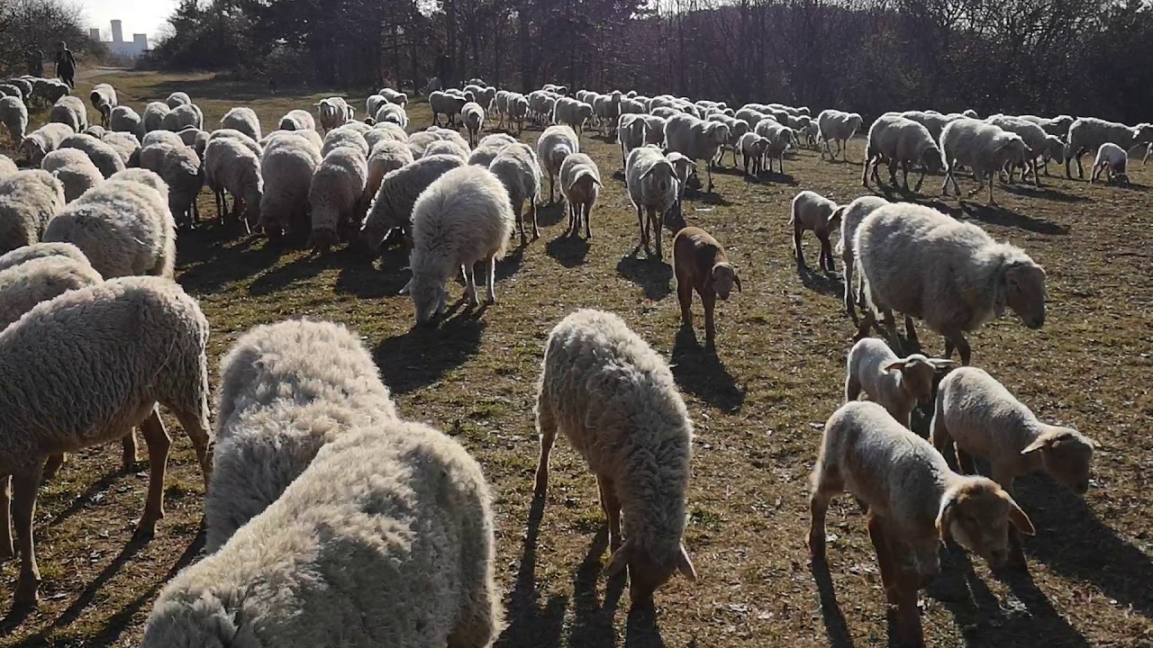 Vedere Un Gregge Di Pecore Porta Fortuna
