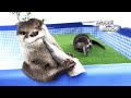 Lovely otters eating seafood [Otter Life Day 748]