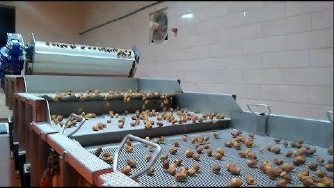 Spray optical sorting machine for dates | Raytec Vision