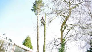 Conifer dismantle time-lapse