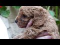 Buying a Cockapoo puppy - useful tips and questions to ask