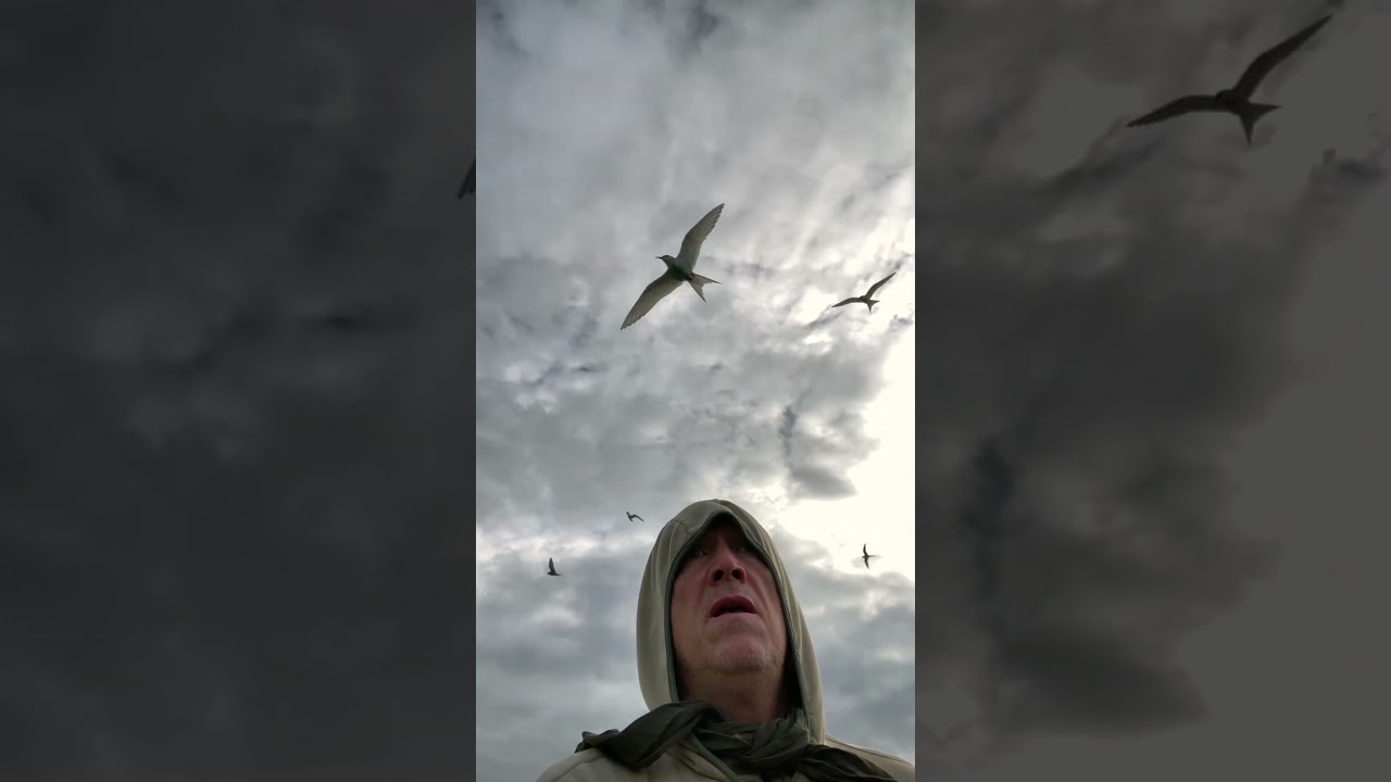 Arctic Tern Attack (Sterna paradisaea)
