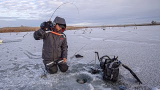 Early Ice Fishing Walleyes and Perch in Flooded Timber!