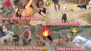 Coco N Rock Ko Pit Diya😨|| Etna Sara Dogs Ho Gye Ek Sath Sbka Apas M Panga Ho Gya || Full Vlog 🐕