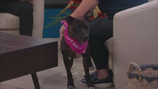 How to Keep Your Pets Safe from The New Year Celebrations