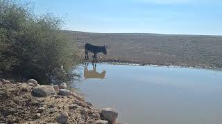 Life at deserts with sheep