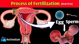 Fertilization(Conception) Process in Urdu/Hindi | Conception Explained in Urdu | Pregnancy