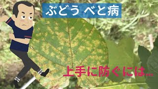 病害虫解説 ぶどうのべと病 Youtube