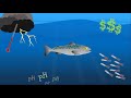 Ecosystem Based Fisheries Management Mobi