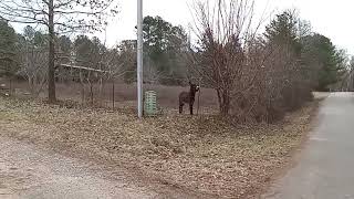 My Happy Neighbor is Always Excited to See Me when I’m Out Walking
