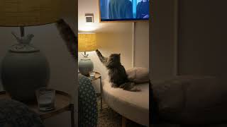 Cat Grabs a Lamp Trying to Catch a Fly