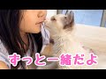 【保護子猫】トライアル卒業🎉おてんば娘、正式にうちの子になりました‼︎