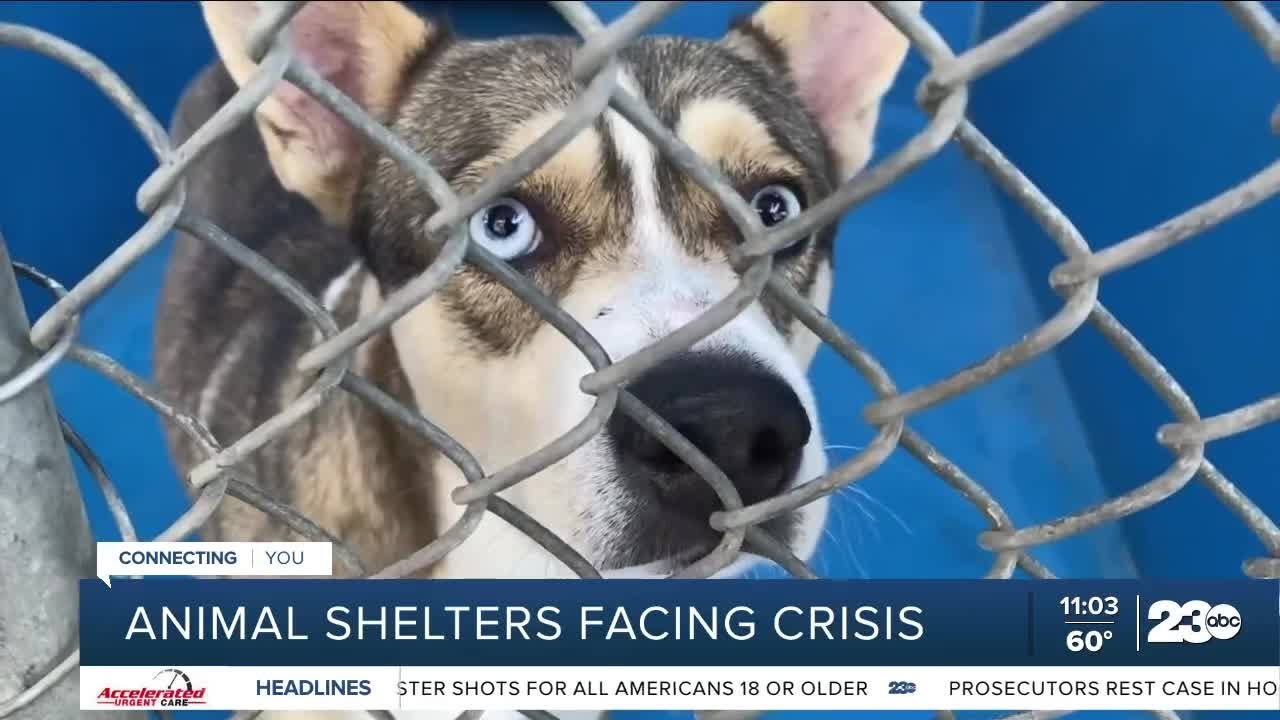 Animal shelters facing crisis with overcrowded kennels YouTube