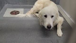 acs A689733