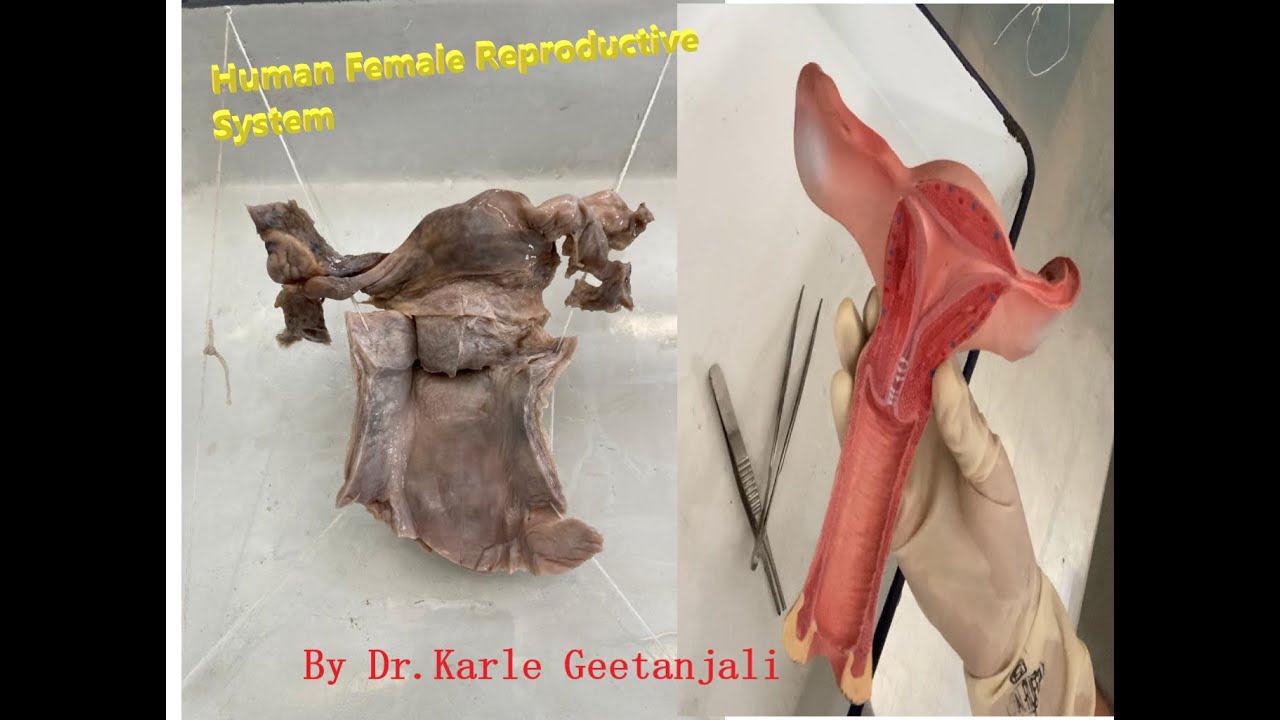 Human Female Reproductive System / Internal Genitalia - Anatomy - YouTube