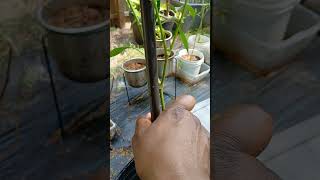 Using clothes pin as a trellis pin☺️#gardening is my new love🥰 #containergardening#gardentips#plants