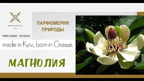 Ароматы в природе. Чем пахнет магнолия?