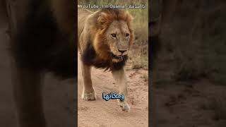 هذا الأسد يعيش حياة صعبة لأنه فقد أغلى شيء يمتلكه !!! #shorts