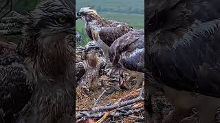 Download Lagu #476P- Review parent and baby birds life in their nest, bird nest with beautiful nature #birdslover MP3 Download Lagu #476P- Review parent and baby birds life in their nest, bird nest with beautiful nature #birdslover MP3