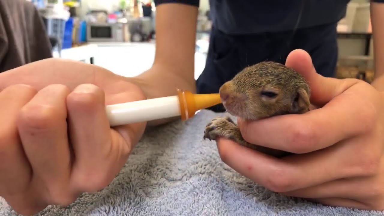 Baby Squirrels in the Wildlife Hospital YouTube