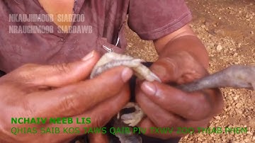 NCHAIV NEEBLIS QHIAS SAIB KOS TAWS QAIB