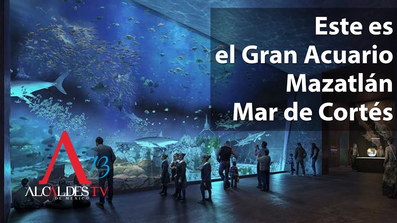 Este es el Gran Acuario Mazatlán Mar de Cortés - YouTube
