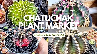 Tour Cactus Market: Chatuchak Plant Market🌵14 May| Every Tuesday | Many beautiful cactus for sale