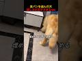 食パンを盗んだ犬隠し方が天才すぎるwww