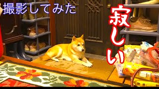 夜パパが出かけた。柴犬は玄関で佇んでいた。