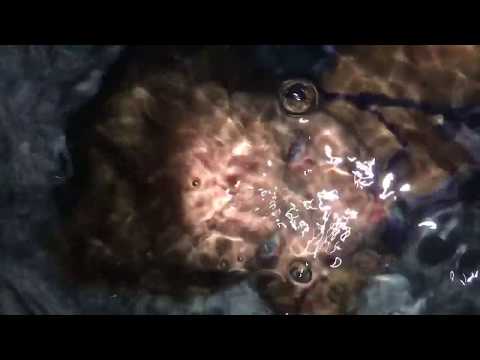 @trinamason swims in her clothes at night June 14 2017