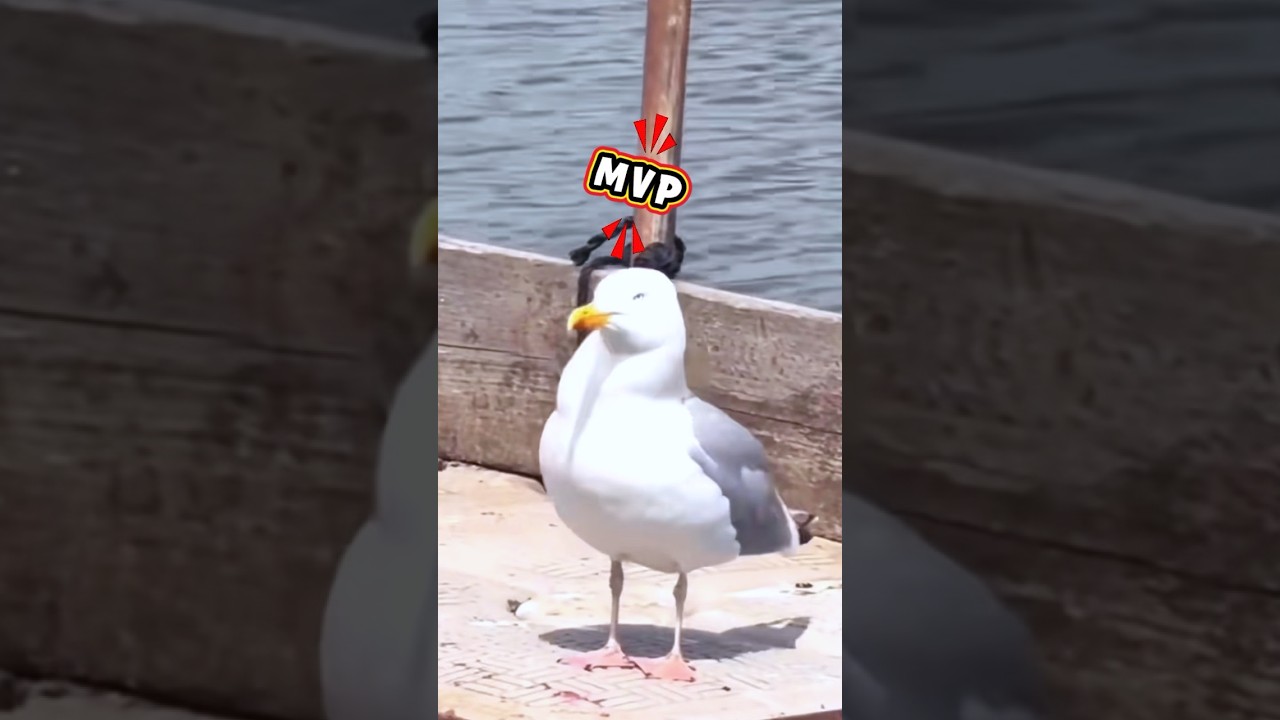 Seagulls rule the streets, even over feral cats 
