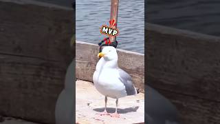 Seagulls rule the streets, even over feral cats