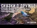 СКАЗКИ О ДРУЖБЕ - Хитопадеша - Панча тантра / Кир Сабреков