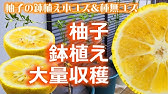 スーパーで買ったゆずを種から育てる 第2話 Youtube スーパーで買ったゆずを種から育てる 第2話 Youtube