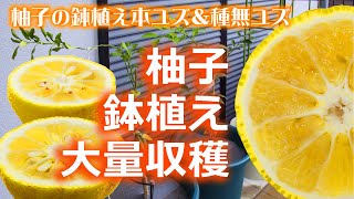 本柚子と種無し柚子ベランダ鉢植え付け Potted Yuzu And Seedless Yuzu Youtube