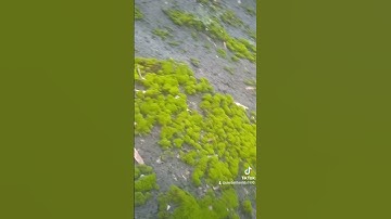 ai cần rêu nhung xanh đẹp đắp chậu cây cảnh bonsai và đắp tiểu cảnh non bộ thì liên hệ