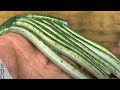 Speed Bait Making: Shop to Fish-Catch in 2 Hours!