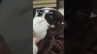 Так вот откуда они берутся #shorts #tiktok #animals