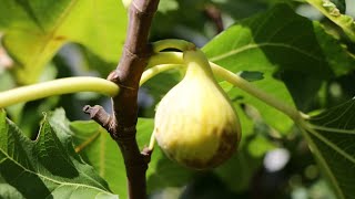 Nin ZS Fig | Comprehensive Fig Variety Review - YouTube