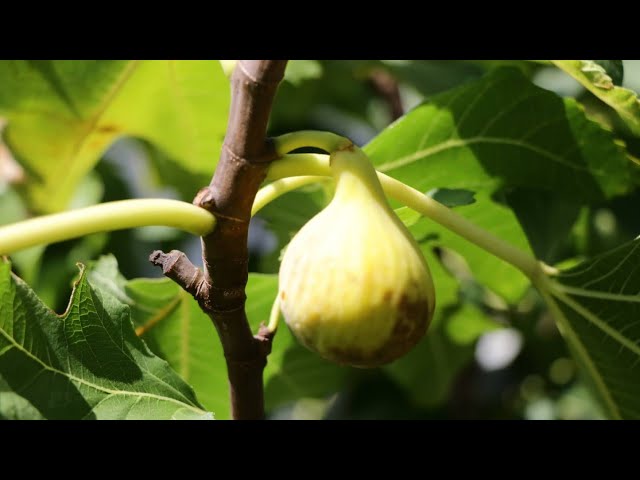Nin ZS Fig | Comprehensive Fig Variety Review - YouTube