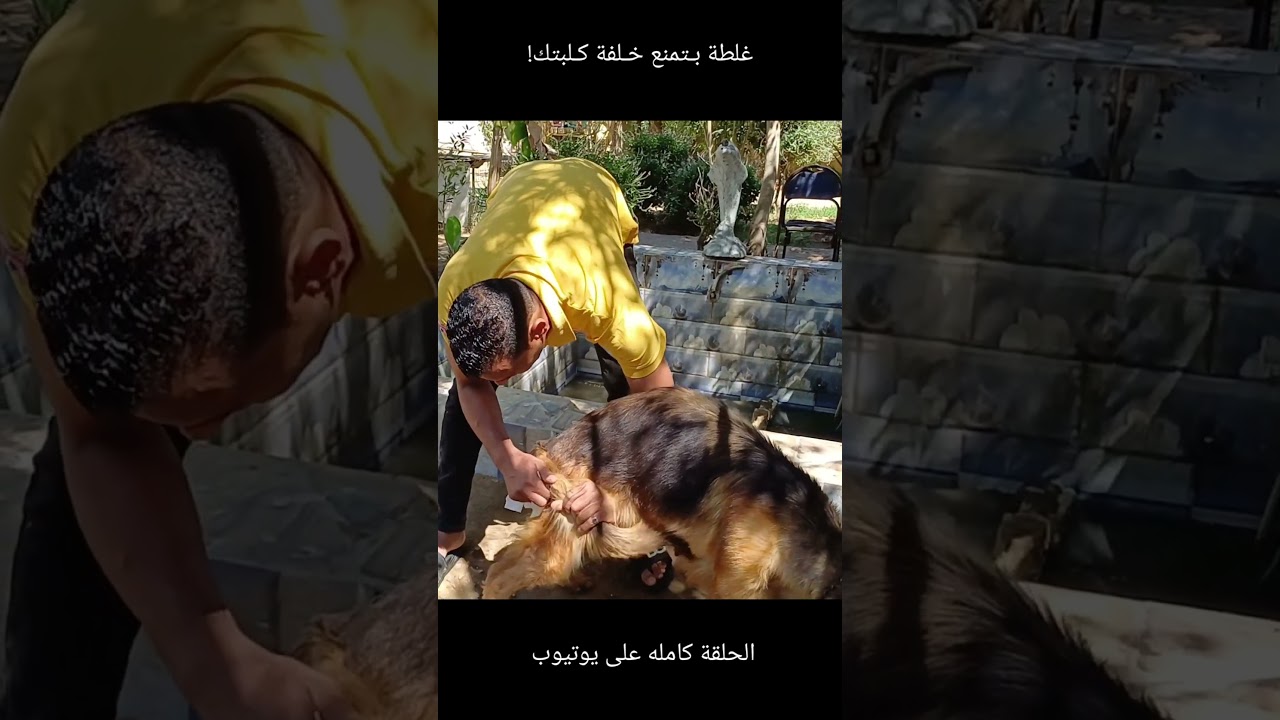 ​غلطة بـتمنع خـلفة كـلبتك!
