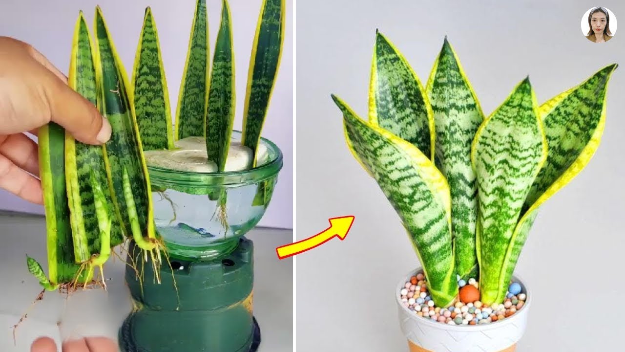 Sansevieria leaf cuttings! A method that 99% of people don't know