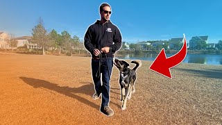 Training On Your Daily Walks with Your Dog